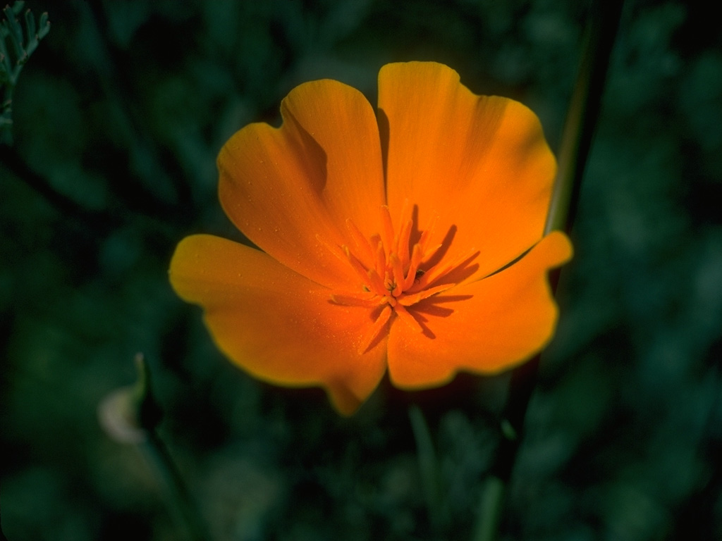 golden-poppy.jpg